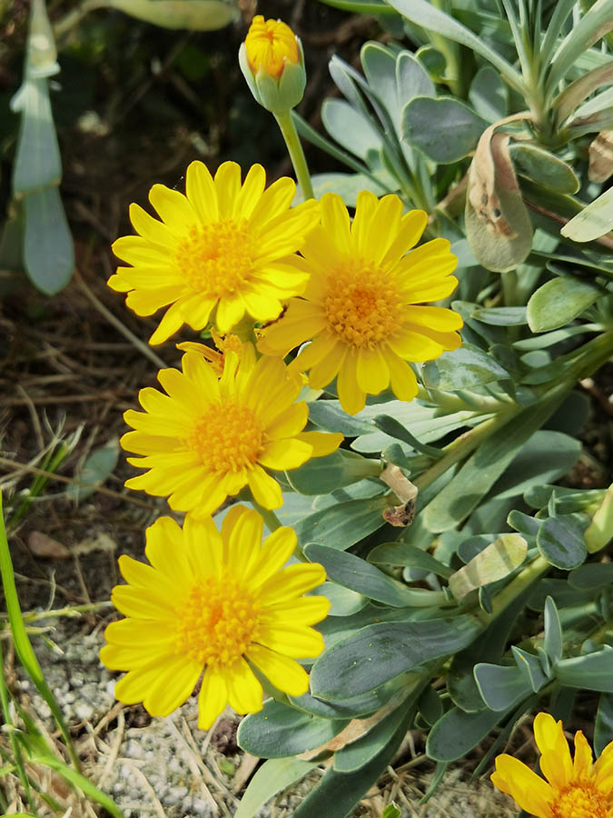 Hertia cheirifolia photo